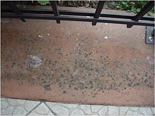 Tenax Brioaction 2 Mold Remover for Natural Stone Surfaces - close-up detail